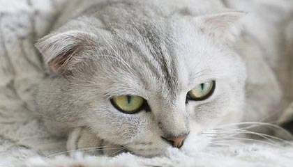 开云体育APP下载-英格兰鏖战中国，萨拉赫送出助攻——足球场上的精彩瞬间，背后的故事与启示